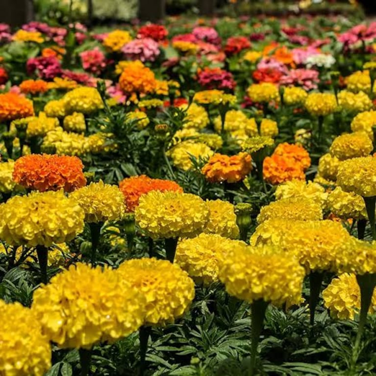 La flor del Copete (Foto: redes sociales).