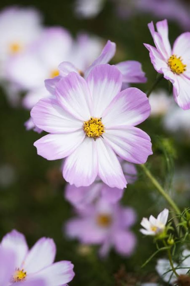 La flor del Cosmos (Foto: redes sociales).