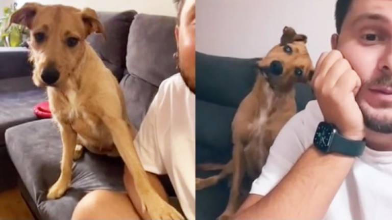 La graciosa reacción de un perrito cuando su amo dice la palabra “calle”