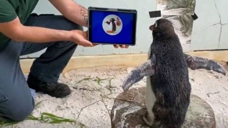 La historia de Pierre, el pingüino que mira dibujitos cuando está deprimido