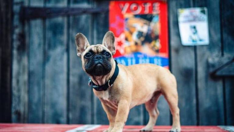 La historia de Wilbur, el bulldog francés que es alcalde de un pueblo de Kentucky