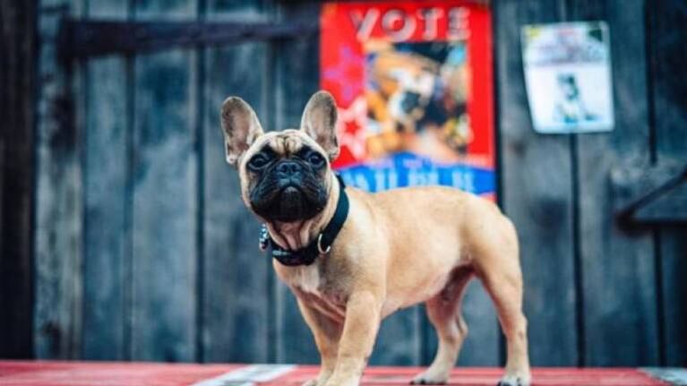 La historia de Wilbur, el bulldog francés que es alcalde de un pueblo de Kentucky