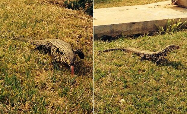 La iguana que Alejandro Fantino se encontró en el patio. (Fotos: Twitter @fantinofantino)