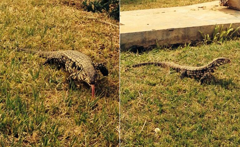 La iguana que Alejandro Fantino se encontró en el patio. (Fotos: Twitter @fantinofantino)