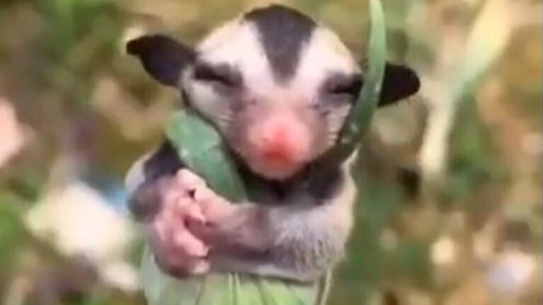 La imagen de una cría de zarigüeya abrazada a una planta se hace viral
