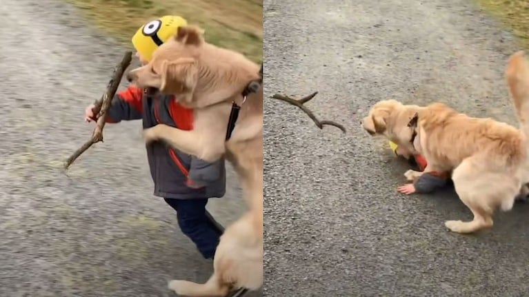 La impaciencia de este Golden Retriever hizo que un niño de cinco años terminara en el suelo cuando estaban jugando
