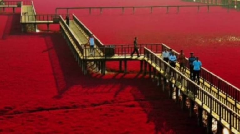 La impactante “Playa Roja” de China que cambia de color en otoño
