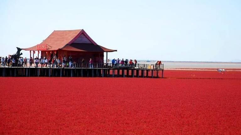 La impactante “Playa Roja” de China que cambia de color en otoño