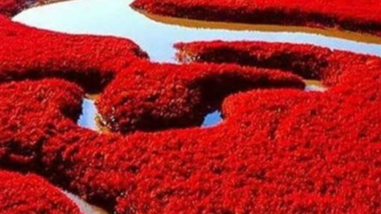 La impactante “Playa Roja” de China que cambia de color en otoño