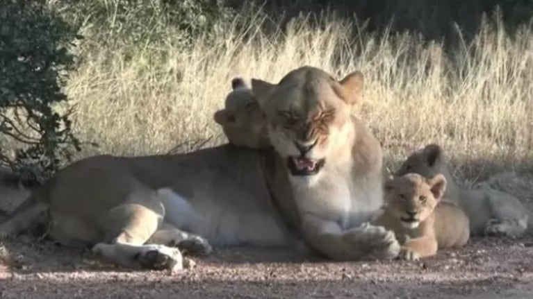 La impresionante escena de una leona con sus cachorros