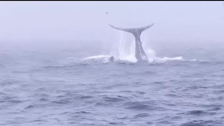 La increíble exhibición de una ballena que saluda a los observadores de un barco