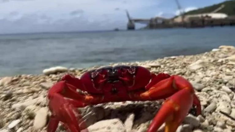 La increíble invasión de cangrejos rojos en esta isla del Pacífico: alucinante