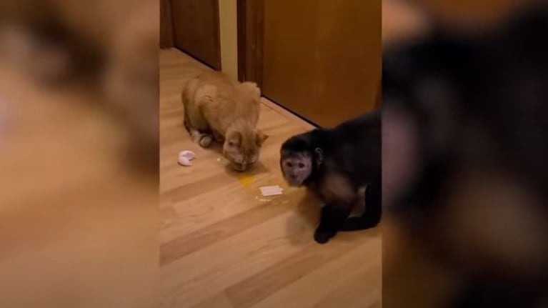 La increíble relación de amistad entre un mono y un gato