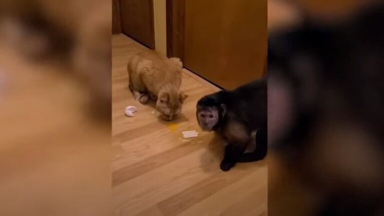 La increíble relación de amistad entre un mono y un gato