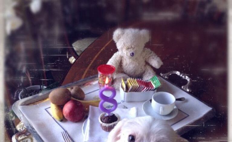 La increíble sorpresa de Luisana Lopilato a su mascota en su cumpleaños. (Foto: Twitter)
