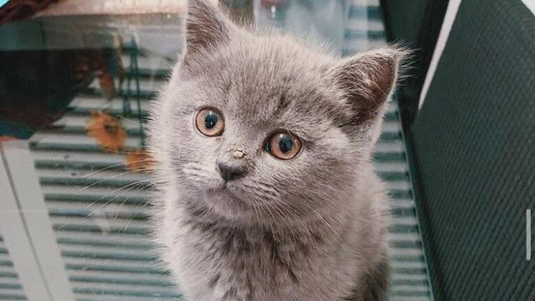 La insólita reacción de un gatito al ver que demoran en alimentarlo. Foto: Intagram.