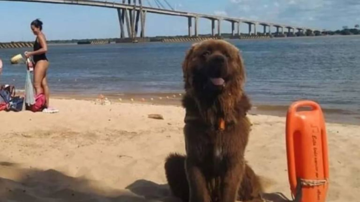 La inspiradora historia de Sam, el primer perro guardavidas de Corrientes
