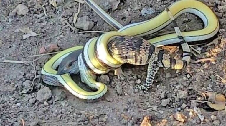 La lucha a muerte entre una serpiente y la cría de lagarto que intenta comer