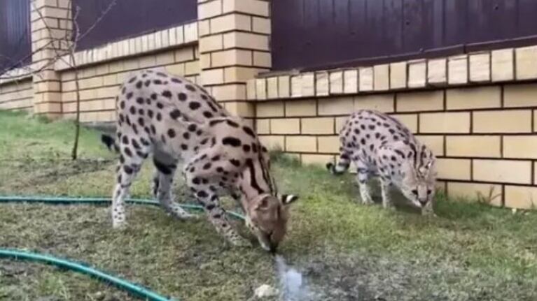 La majestuosidad de estos dos gatos serval que disfrutan de un baño en el jardín ha causado furor