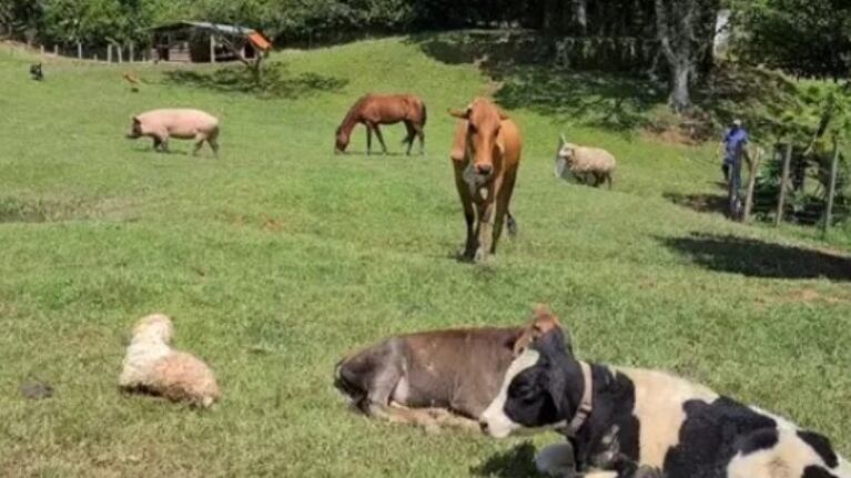 La mejor amiga de esta mujer es una vaca