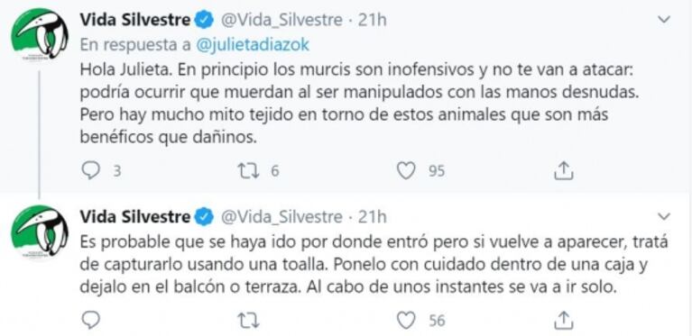 La noche de terror que vivió Julieta Díaz con su hija: "¡Se metió un murciélago en mi casa! ¿Me ayudan?"