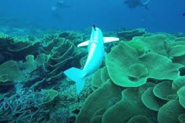 La nueva "salvadora" de los mares se llama SoFi y es un robot