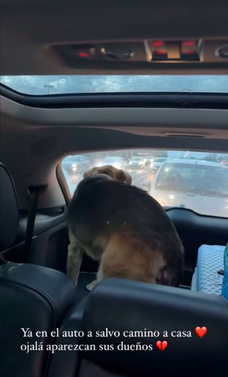 La odisea de China Suárez para rescatar a un perro en plena ruta: “Ojalá aparezcan sus dueños”