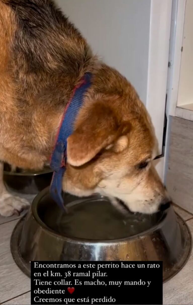 La odisea de China Suárez para rescatar a un perro en plena ruta: “Ojalá aparezcan sus dueños”
