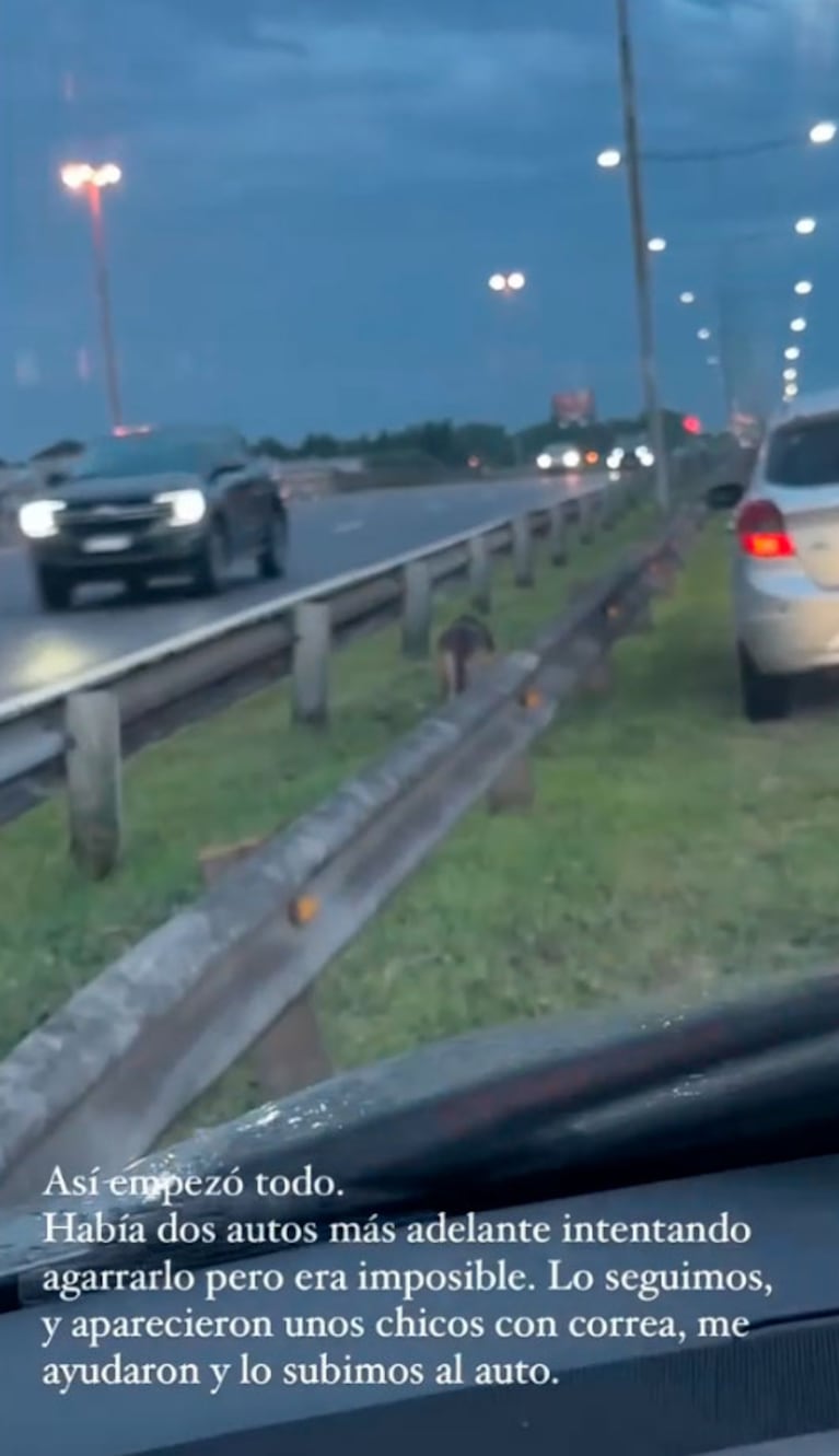 La odisea de China Suárez para rescatar a un perro en plena ruta: “Ojalá aparezcan sus dueños”