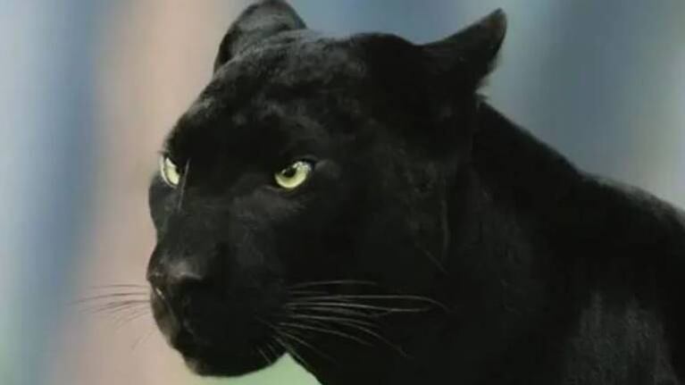 La pantera negra de la India que hipnotiza en las redes