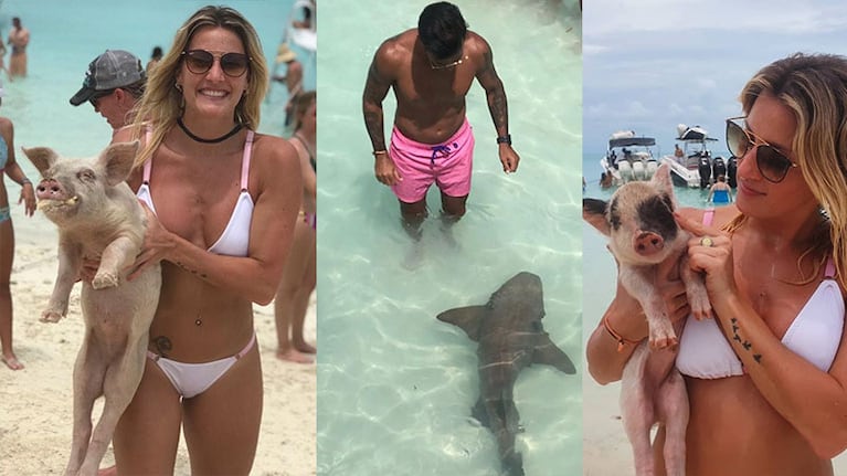 La pareja nadó con chanchos y tiburones en el Caribe.