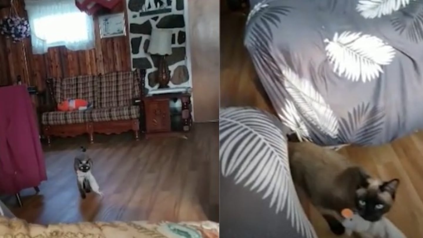 La peculiar forma de jugar de este gato se hace viral