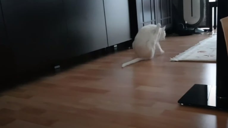 La peculiar manera de rascarse de este gato llamó la atención a su dueño que decidió grabarlo en vídeo
