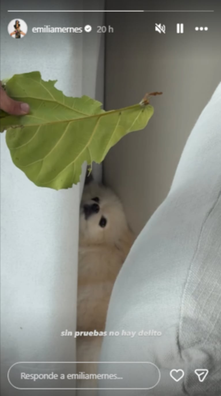 La perrita intentó esconderse entre las cortinas para evitar el reto de Duki
Fuente: Instagram @emiliamernes