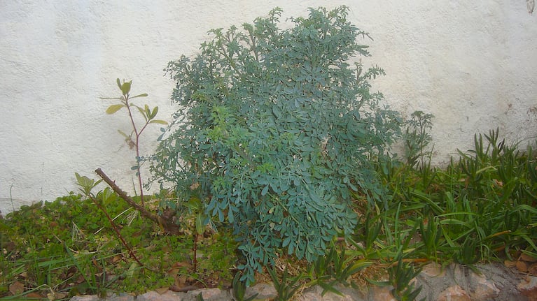 La planta de ruda crece fácilmente en cualquier Foto: Wikipedia