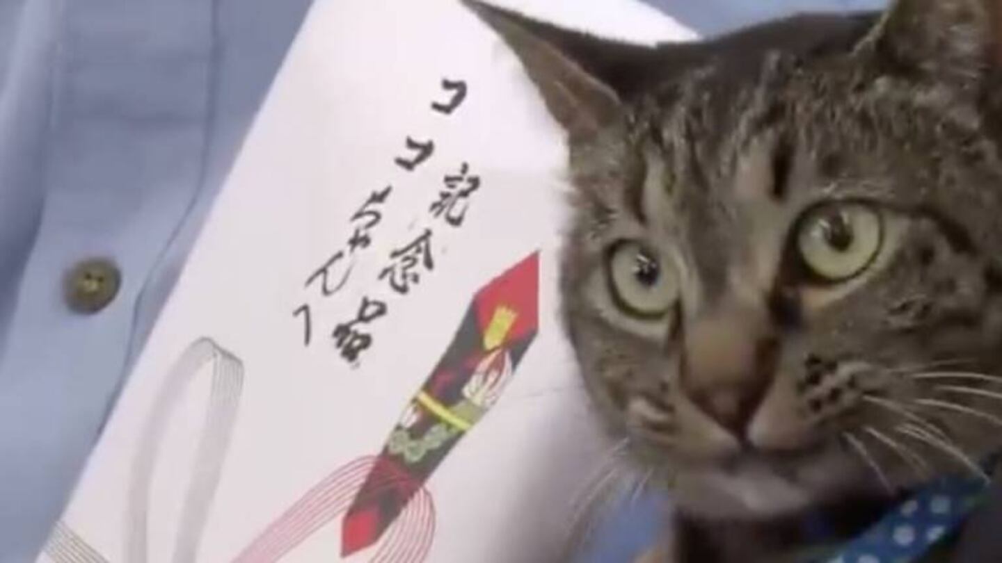 La policía de Japón galardonó a un gato que ayudó a salvar la vida de un anciano