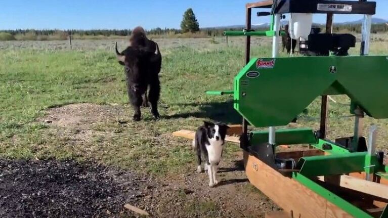 La presencia de un búfalo hace que un perro tenga una reacción muy divertida