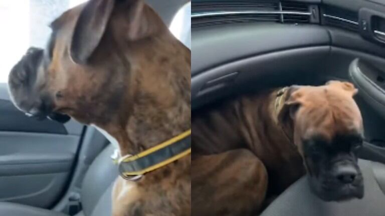 La reacción de este perro a los cepillos del túnel de lavado enternece a Internet