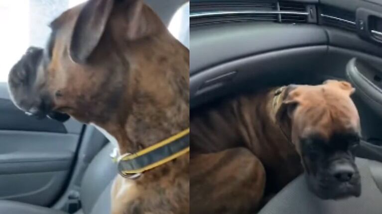 La reacción de este perro a los cepillos del túnel de lavado enternece a Internet