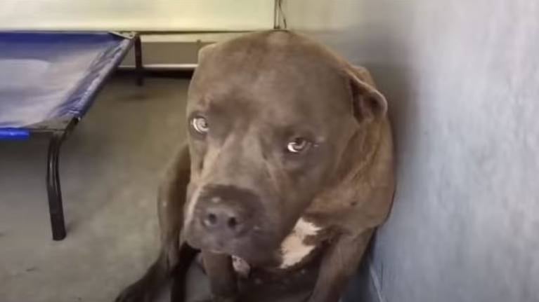 La reacción de un Pitbull entrenado para pelear ante sus primeras caricias