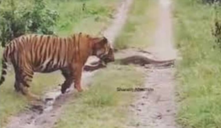 La reacción de un tigre al cruzarse con una pitón