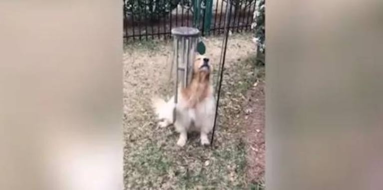 La serenata de un perro que imita el sonido de un carillón de viento