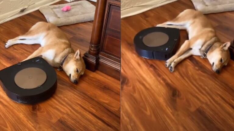 La siesta de este perro no hay robot aspirador que la perturbe