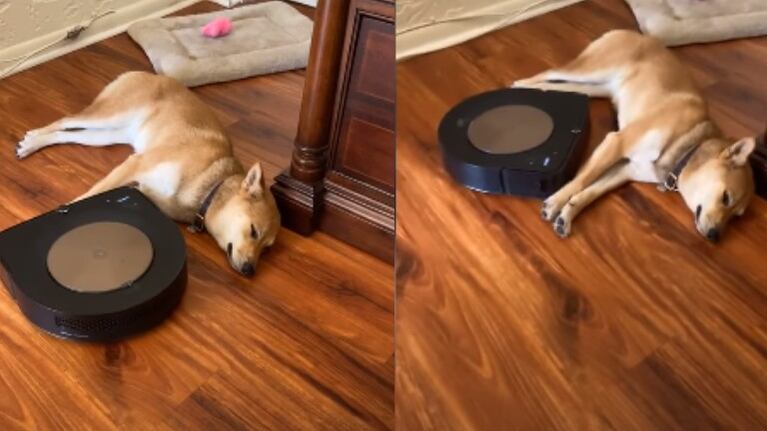 La siesta de este perro no hay robot aspirador que la perturbe
