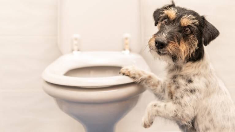 La singular conducta de un perro mientras sus dueños duermen