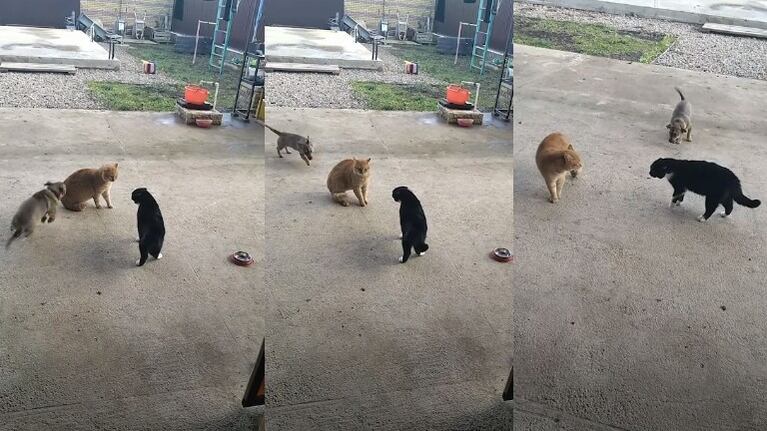 La sobreexcitada reacción de este perro al presenciar una discusión entre dos gatos se hace viral