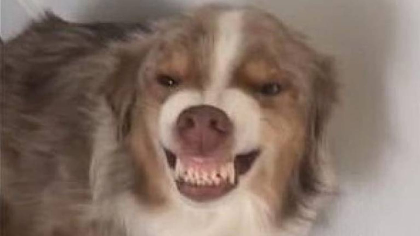 La sonrisa viral de una perra ante el enojo por su nueva travesura
