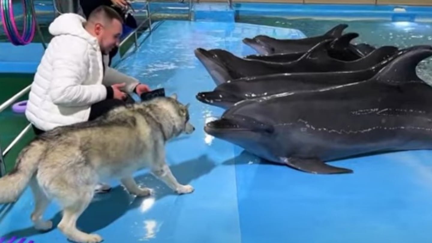 La sorprendente reacción de un husky siberiano al conocer a unos delfines