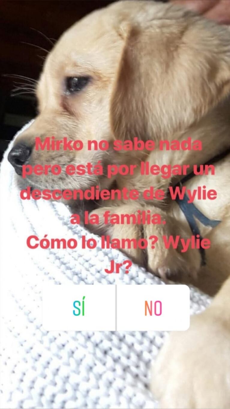 La sorpresa de Marley a Mirko: "Él no sabe nada pero está por llegar un perrito a la familia"