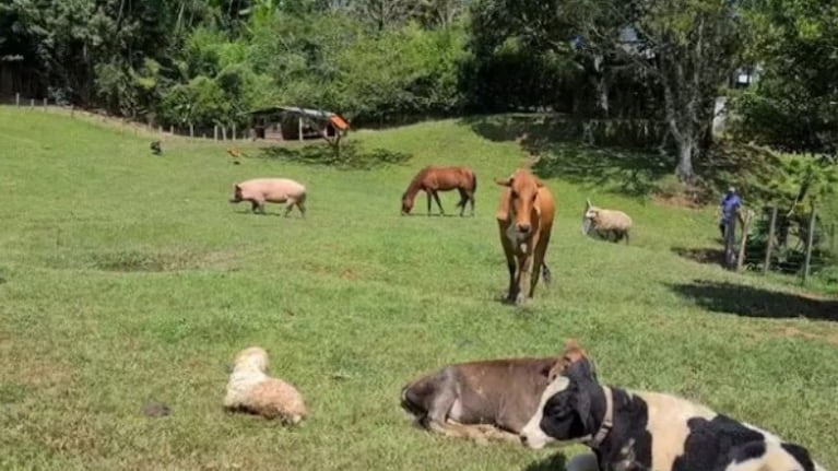 La tierna amistad de esta mujer con las vacas de su granja